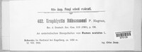 Urophlyctis ruebsaameni image